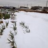 2014  2 10  大雪