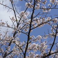 さらば今年の桜（α７Ⅲ試写）