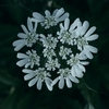 日陰の花