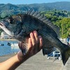 【紀州釣りロッド】ダンゴ釣り師がガチでおすすめする竿9選