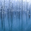 初雪の青い池