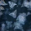 🪼加茂水族館　その②❗美しいクラゲ水族館です😊