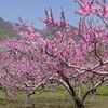 桃源郷　桃の花が見ごろでした