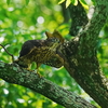 オオタカの幼鳥の飛び出し＆飛び付き