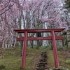 北海道美瑛町、さくらの咲く俵真布神社へ！桜が満開です！