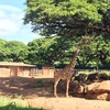 Honolulu zoo