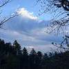深く美しい谷と原生林に咲くシャクナゲ