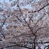 醍醐寺 桜 見頃は？ 夜間特別拝観 さくらさく夜の祈り 期間は？