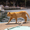 東北東部北離島のねこさん