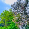 ４月２４日