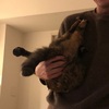 ねこは奥が深い。
