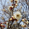 梅の花咲きはじめ