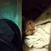 ハナさん、押入れでお昼寝💤