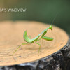［外来種］ムネアカハラビロカマキリの幼虫