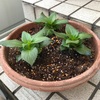 花を植える。土を入れる。