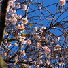 続十月桜「大乗寺丘陵公園」（後編）