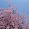 圓光寺 紅葉 ２０２２年 特別拝観 日程 時間は？