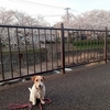 アジ練習
