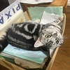 猫、小食