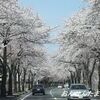 山形市・霞城公園の桜