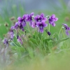 春の山野草
