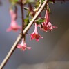 神戸森林植物園。春の花。アトリ、エナガ、コゲラ、ホオジロ、ジョウビタキ、シジュウカラ、ヤマガラ、ツグミ、シロハラ、ヒヨドリ。