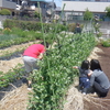 孫と一日目