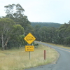 オーストラリアの道路標識と大きな動物
