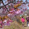 河津桜の散歩道