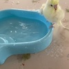 水浴びはまだ手助けが必要？