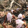 奥多摩　御岳山先のイワウチワ→大岳山→御前山のカタクリ