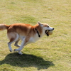 「空ちゃん」の紹介