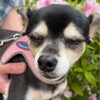 まろにー3524日目