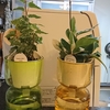 NEW グリーン🌿