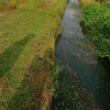 小川に水草に魚たち