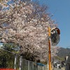 桜の小路と海に感動、ここにしかない風景