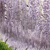 【群馬県】ナイアガラの藤は圧巻の眺め　美しいグラデーションと花の香りが心をいやす　幻想的な藤園を散策（2023年）