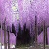 桜の次は？2019年のゴールデンウィーク、行き先はここで見つかる！