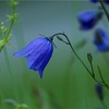 🍀【追悼】太宰治・山崎富栄『雨の玉川心中　遺書』…☆。.:＊・゜☆。.:＊・゜  