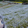 ネモフィラ