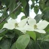 ヤマボウシの花、そして室内のシクラメン