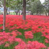 巾着田の曼珠沙華