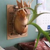 #935 サンバウェンセを教室に。