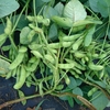 【８月まきエダマメ】湯あがり娘枝豆の栽培記録