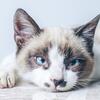 ティムール・ゼイナプール🐱動物心理学者：靴下に残る飼い主の匂いは、孤独な猫を落ち着かせる