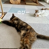 愛猫と芸術の秋。