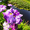 花菖蒲・睡蓮まつりに行ってきた