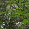 雨予報の遊山　変わる時