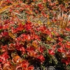 鳥海山ー紅葉と冠雪の季節ー
