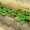 白菜……追肥と土寄せ⁉